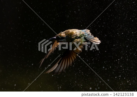 Beautiful bird in Asian, It is a kind of bird found in Thailand. Beautiful bird in Asian, It is a kind of bird found in Thailand. 142123138
