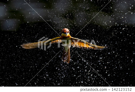 Beautiful bird in Asian, It is a kind of bird found in Thailand. Beautiful bird in Asian, It is a kind of bird found in Thailand. 142123152