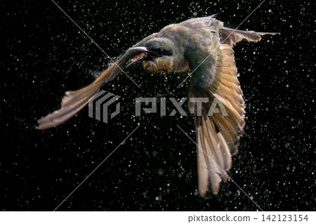 Beautiful bird in Asian, It is a kind of bird found in Thailand. Beautiful bird in Asian, It is a kind of bird found in Thailand. 142123154