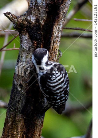 Beautiful bird in Asian, It is a kind of bird found in Thailand. Beautiful bird in Asian, It is a kind of bird found in Thailand. 142123161
