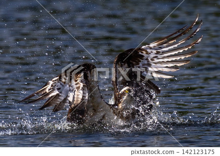 Beautiful bird in Asian, It is a kind of bird found in Thailand. Beautiful bird in Asian, It is a kind of bird found in Thailand. 142123175