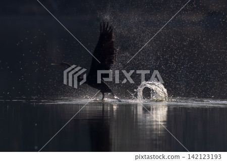 Beautiful bird in Asian, It is a kind of bird found in Thailand. Beautiful bird in Asian, It is a kind of bird found in Thailand. 142123193