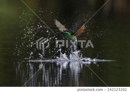 Beautiful bird in Asian, It is a kind of bird found in Thailand. Beautiful bird in Asian, It is a kind of bird found in Thailand. 142123202