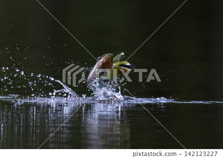 Beautiful bird in Asian, It is a kind of bird found in Thailand. Beautiful bird in Asian, It is a kind of bird found in Thailand. 142123227