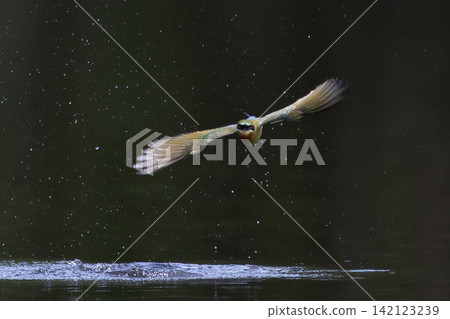 Beautiful bird in Asian, It is a kind of bird found in Thailand. Beautiful bird in Asian, It is a kind of bird found in Thailand. 142123239