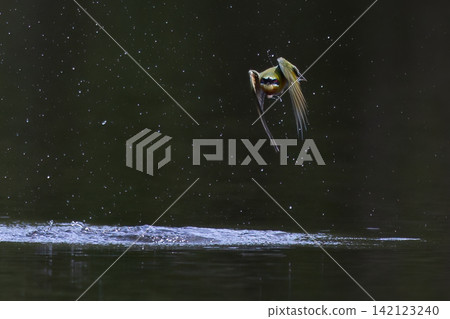 Beautiful bird in Asian, It is a kind of bird found in Thailand. Beautiful bird in Asian, It is a kind of bird found in Thailand. 142123240