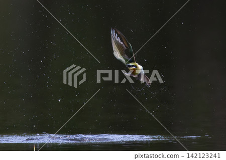 Beautiful bird in Asian, It is a kind of bird found in Thailand. 142123241