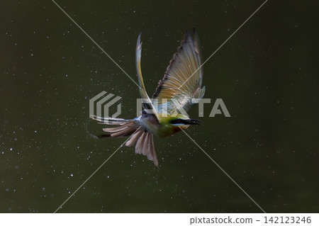 Beautiful bird in Asian, It is a kind of bird found in Thailand. Beautiful bird in Asian, It is a kind of bird found in Thailand. 142123246