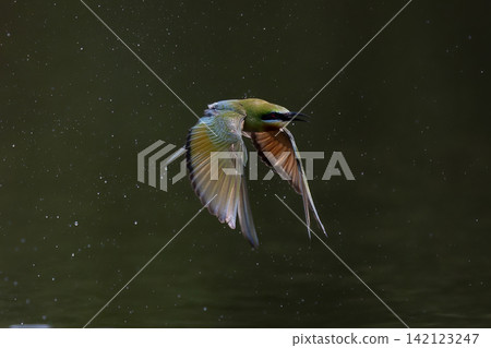 Beautiful bird in Asian, It is a kind of bird found in Thailand. Beautiful bird in Asian, It is a kind of bird found in Thailand. 142123247