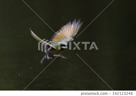 Beautiful bird in Asian, It is a kind of bird found in Thailand. Beautiful bird in Asian, It is a kind of bird found in Thailand. 142123248