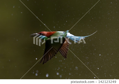 Beautiful bird in Asian, It is a kind of bird found in Thailand. Beautiful bird in Asian, It is a kind of bird found in Thailand. 142123249