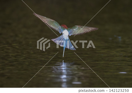 Beautiful bird in Asian, It is a kind of bird found in Thailand. Beautiful bird in Asian, It is a kind of bird found in Thailand. 142123250