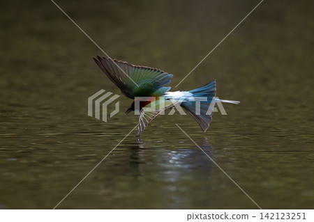 Beautiful bird in Asian, It is a kind of bird found in Thailand. Beautiful bird in Asian, It is a kind of bird found in Thailand. 142123251