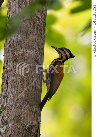 Beautiful bird in Asian, It is a kind of bird found in Thailand. 142123252