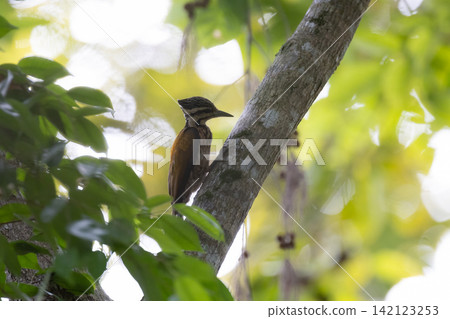 Beautiful bird in Asian, It is a kind of bird found in Thailand. 142123253