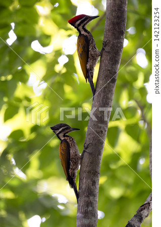 Beautiful bird in Asian, It is a kind of bird found in Thailand. Beautiful bird in Asian, It is a kind of bird found in Thailand. 142123254