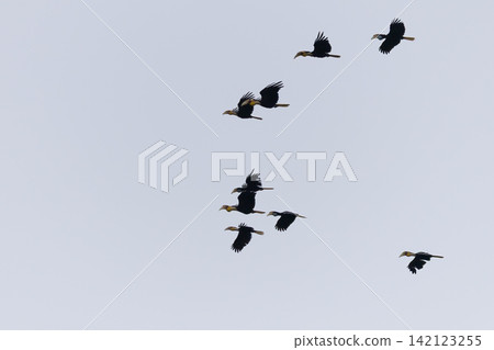 Beautiful bird in Asian, It is a kind of bird found in Thailand. 142123255