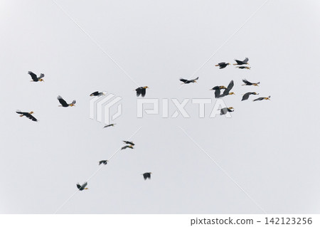 Beautiful bird in Asian, It is a kind of bird found in Thailand. 142123256