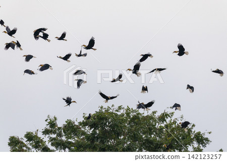 Beautiful bird in Asian, It is a kind of bird found in Thailand. Beautiful bird in Asian, It is a kind of bird found in Thailand. 142123257