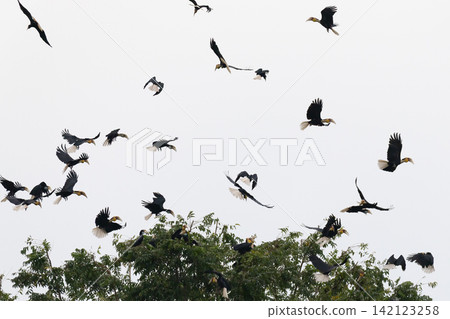 Beautiful bird in Asian, It is a kind of bird found in Thailand. Beautiful bird in Asian, It is a kind of bird found in Thailand. 142123258