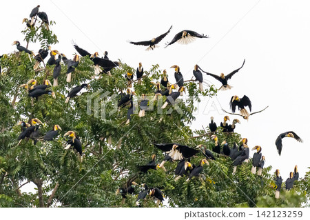 Beautiful bird in Asian, It is a kind of bird found in Thailand. Beautiful bird in Asian, It is a kind of bird found in Thailand. 142123259