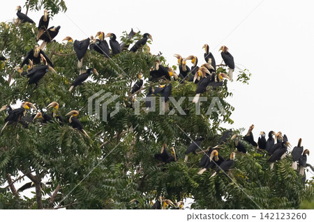 Beautiful bird in Asian, It is a kind of bird found in Thailand. Beautiful bird in Asian, It is a kind of bird found in Thailand. 142123260