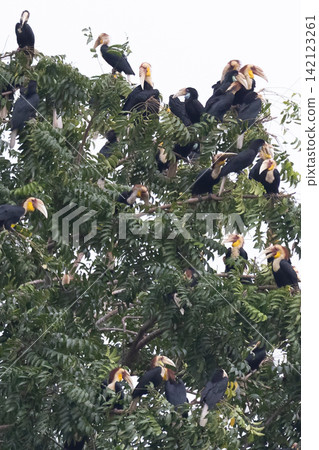 Beautiful bird in Asian, It is a kind of bird found in Thailand. Beautiful bird in Asian, It is a kind of bird found in Thailand. 142123261