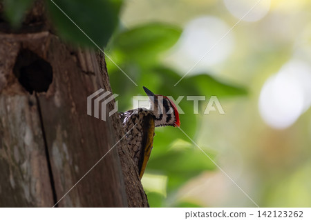 Beautiful bird in Asian, It is a kind of bird found in Thailand. Beautiful bird in Asian, It is a kind of bird found in Thailand. 142123262