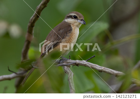 Beautiful bird in Asian, It is a kind of bird found in Thailand. Beautiful bird in Asian, It is a kind of bird found in Thailand. 142123271