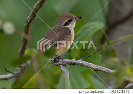 Beautiful bird in Asian, It is a kind of bird found in Thailand. 142123272