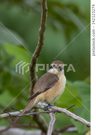 Beautiful bird in Asian, It is a kind of bird found in Thailand. Beautiful bird in Asian, It is a kind of bird found in Thailand. 142123274