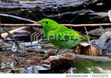 Beautiful bird in Asian, It is a kind of bird found in Thailand. Beautiful bird in Asian, It is a kind of bird found in Thailand. 142123275