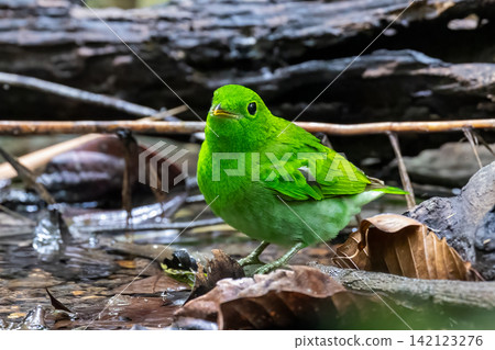 Beautiful bird in Asian, It is a kind of bird found in Thailand. Beautiful bird in Asian, It is a kind of bird found in Thailand. 142123276