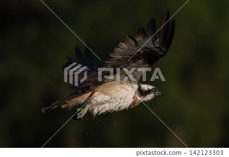 Beautiful bird in Asian, It is a kind of bird found in Thailand. Beautiful bird in Asian, It is a kind of bird found in Thailand. 142123303