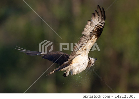 Beautiful bird in Asian, It is a kind of bird found in Thailand. 142123305