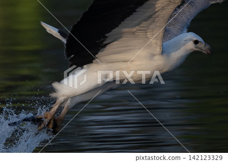 Beautiful bird in Asian, It is a kind of bird found in Thailand. 142123329