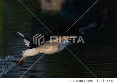 Beautiful bird in Asian, It is a kind of bird found in Thailand. Beautiful bird in Asian, It is a kind of bird found in Thailand. 142123330