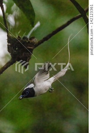 A white morph Asian Paradise Flycatcher (Terpsiphone paradisi) gracefully flies toward its nest containing hungry chicks in a lush tropical forest. This rare wildlife moment captures natural parental A white morph Asian Paradise Flycatcher (Terpsiphone paradisi) gracefully flies toward its nest containing hungry chicks in a lush tropical forest. This rare wildlife moment captures natural parental 142123361
