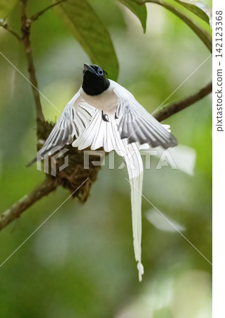 A white morph Asian Paradise Flycatcher (Terpsiphone paradisi) gracefully flies toward its nest containing hungry chicks in a lush tropical forest. This rare wildlife moment captures natural parental A white morph Asian Paradise Flycatcher (Terpsiphone paradisi) gracefully flies toward its nest containing hungry chicks in a lush tropical forest. This rare wildlife moment captures natural parental 142123368