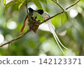 A white morph Asian Paradise Flycatcher (Terpsiphone paradisi) gracefully flies toward its nest containing hungry chicks in a lush tropical forest. This rare wildlife moment captures natural parental  142123371