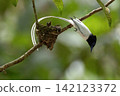 A white morph Asian Paradise Flycatcher (Terpsiphone paradisi) gracefully flies toward its nest containing hungry chicks in a lush tropical forest. This rare wildlife moment captures natural parental  142123372