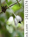 A white morph Asian Paradise Flycatcher (Terpsiphone paradisi) gracefully flies toward its nest containing hungry chicks in a lush tropical forest. This rare wildlife moment captures natural parental  142123374