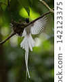 A white morph Asian Paradise Flycatcher (Terpsiphone paradisi) gracefully flies toward its nest containing hungry chicks in a lush tropical forest. This rare wildlife moment captures natural parental  142123375