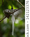 A white morph Asian Paradise Flycatcher (Terpsiphone paradisi) gracefully flies toward its nest containing hungry chicks in a lush tropical forest. This rare wildlife moment captures natural parental  142123376