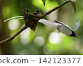 A white morph Asian Paradise Flycatcher (Terpsiphone paradisi) gracefully flies toward its nest containing hungry chicks in a lush tropical forest. This rare wildlife moment captures natural parental  142123377