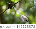 A white morph Asian Paradise Flycatcher (Terpsiphone paradisi) gracefully flies toward its nest containing hungry chicks in a lush tropical forest. This rare wildlife moment captures natural parental  142123378