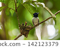 A white morph Asian Paradise Flycatcher (Terpsiphone paradisi) gracefully flies toward its nest containing hungry chicks in a lush tropical forest. This rare wildlife moment captures natural parental  142123379
