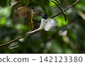 A white morph Asian Paradise Flycatcher (Terpsiphone paradisi) gracefully flies toward its nest containing hungry chicks in a lush tropical forest. This rare wildlife moment captures natural parental  142123380