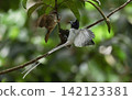 A white morph Asian Paradise Flycatcher (Terpsiphone paradisi) gracefully flies toward its nest containing hungry chicks in a lush tropical forest. This rare wildlife moment captures natural parental  142123381