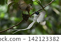 A white morph Asian Paradise Flycatcher (Terpsiphone paradisi) gracefully flies toward its nest containing hungry chicks in a lush tropical forest. This rare wildlife moment captures natural parental  142123382